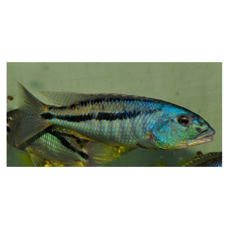 Aristochromis christyi 6-6,5cm