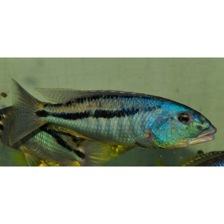 Aristochromis christyi 6-6,5cm