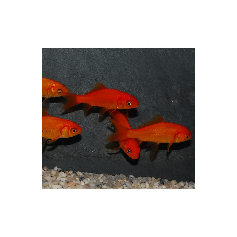 Carassius auratus (Poisson rouge) 5-7 cm