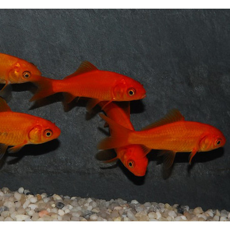 Carassius auratus (Poisson rouge) 4-4,5 cm