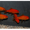 Carassius auratus (Poisson rouge) 4-4,5 cm