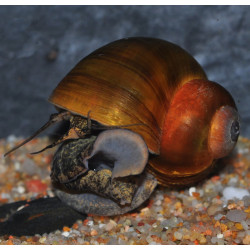 Lanistes nyassanus F1 3 cm