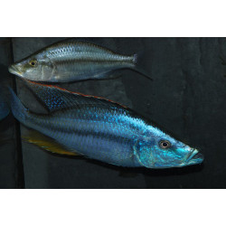 Dimidiochromis compressiceps 9-11,5cm