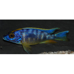 Otopharynx lithobates Zimbawe Rock 7-8,5cm