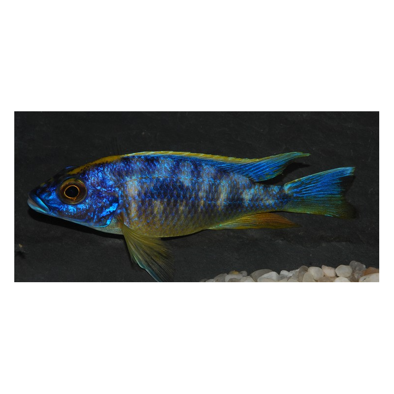 Otopharynx lithobates Zimbawe Rock 7-8,5cm