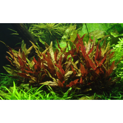 Alternanthera reineckii 'Pink' – Plante colorée pour aquarium