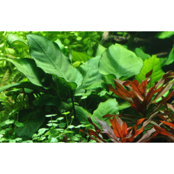 Anubias barteri caladiifolia