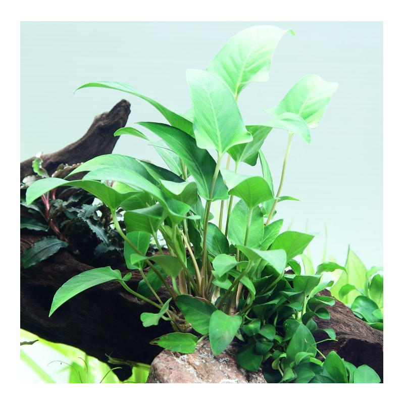 Anubias gracilis