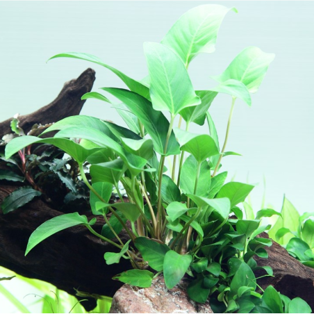 Anubias gracilis