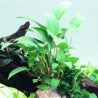Anubias gracilis