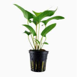 Anubias gracilis