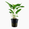 Anubias gracilis