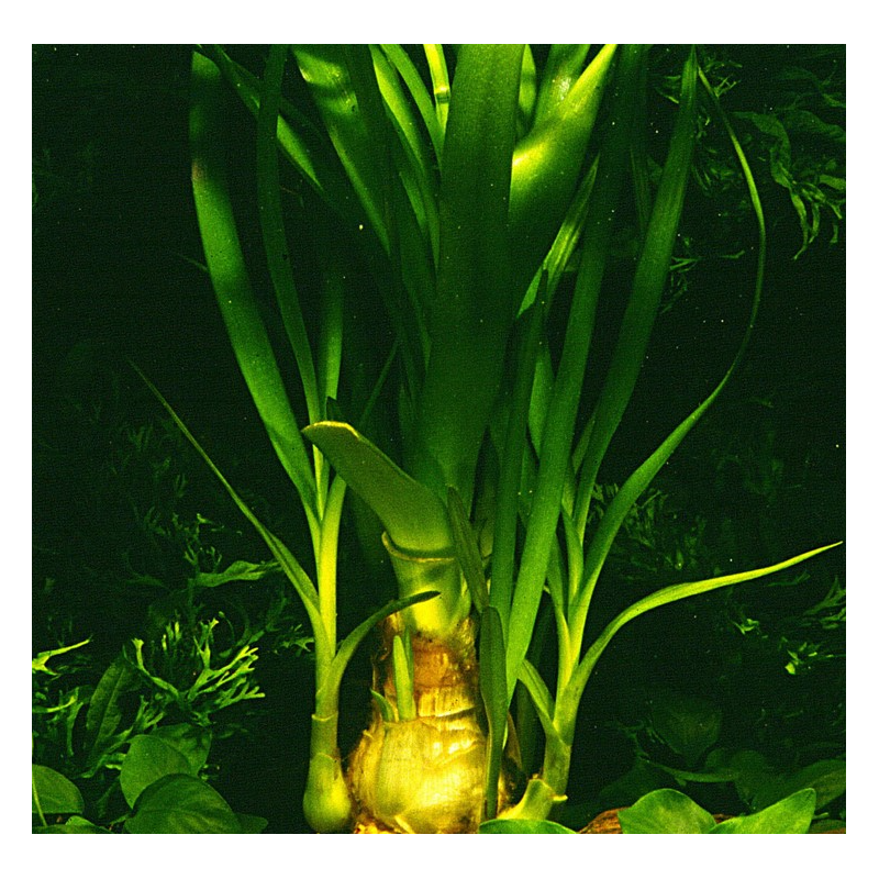 Crinum thaianum – Plante aquatique à longues feuilles rubanées