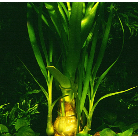 Crinum thaianum – Plante aquatique à longues feuilles rubanées