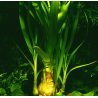 Crinum thaianum – Plante aquatique à longues feuilles rubanées
