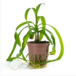 Crinum thaianum – Plante aquatique à longues feuilles rubanées
