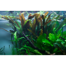 Cryptocoryne usteriana