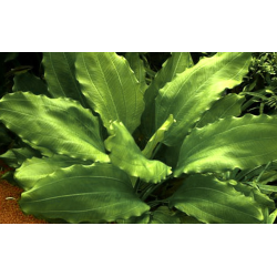 Echinodorus 'Aquartica'