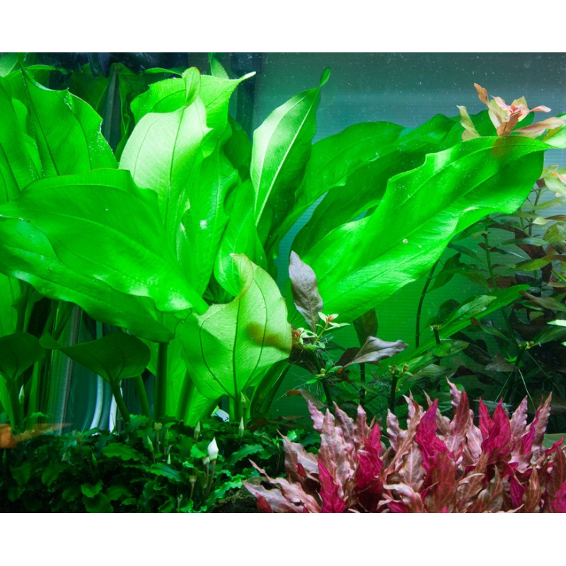 Echinodorus cordifolius 'Fluitans' Echinodorus cordifolius 'Fluitans'