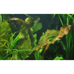 Echinodorus 'Ozelot'