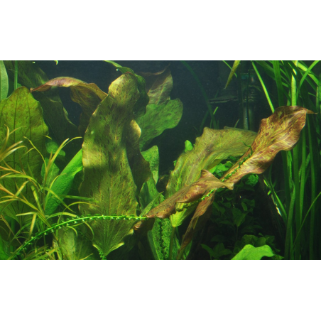 Echinodorus 'Ozelot'