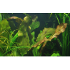 Echinodorus 'Ozelot'