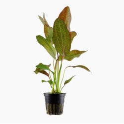 Echinodorus 'Ozelot'