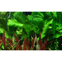 Echinodorus 'Ozelot Green'