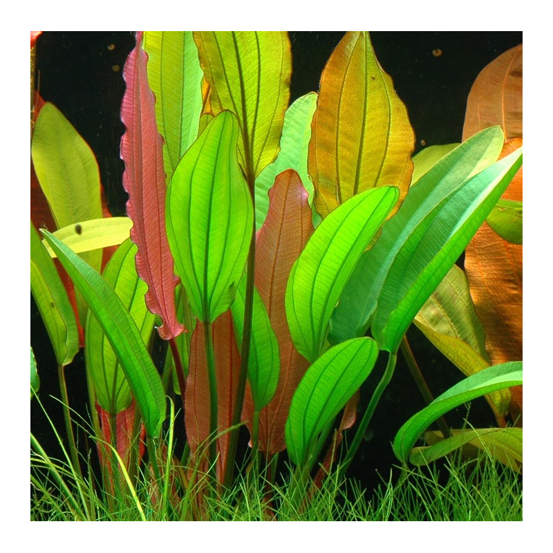 Echinodorus 'Red Diamond Echinodorus 'Red Diamond