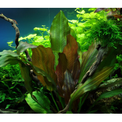 Echinodorus 'Reni'