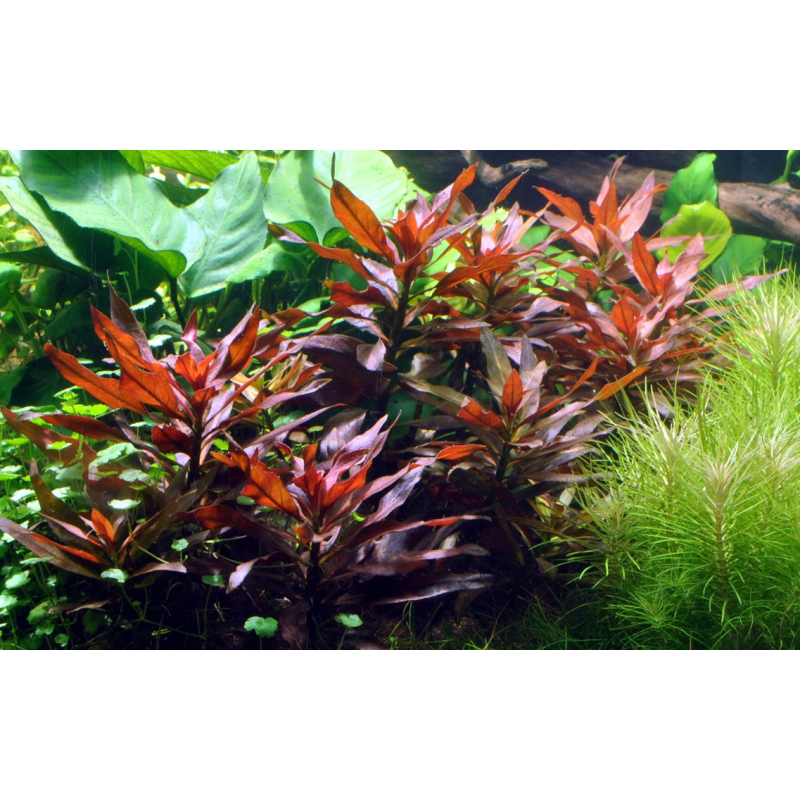 Ludwigia glandulosa Ludwigia glandulosa