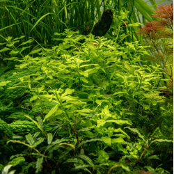Ludwigia palustris 'Green'