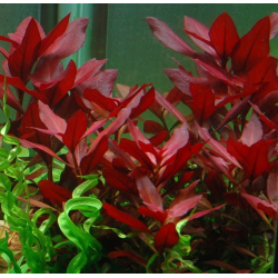 Ludwigia repens 'Rubin'
