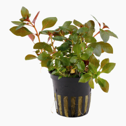Ludwigia repens 'Rubin'