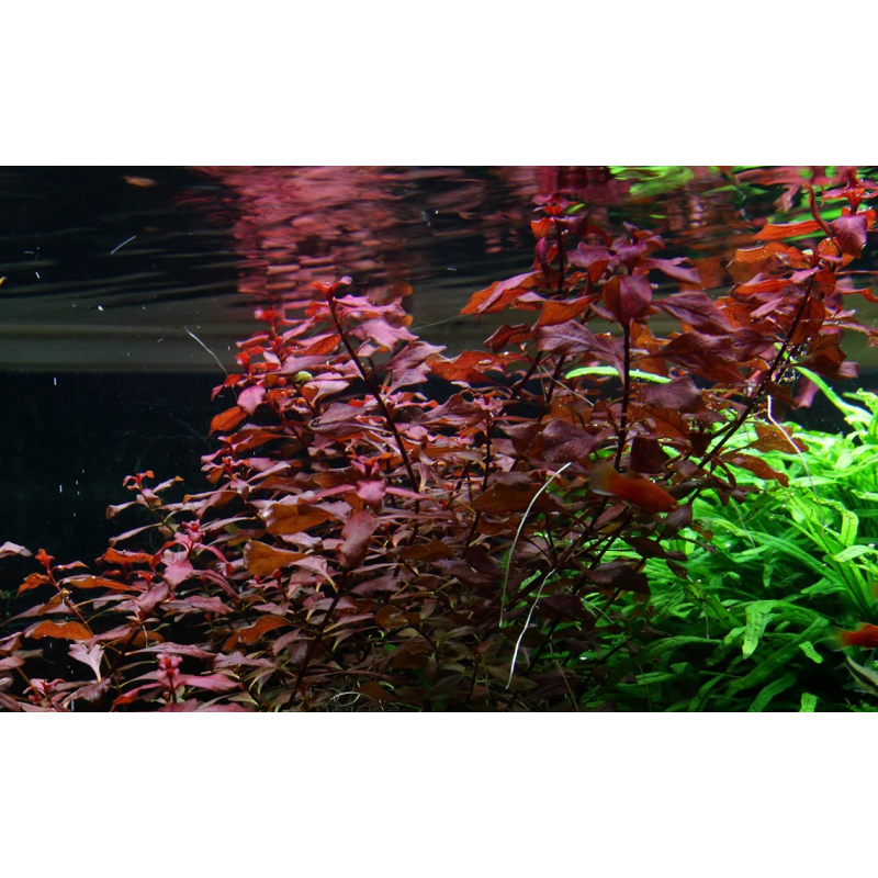 Ludwigia palustris 'Super Red'