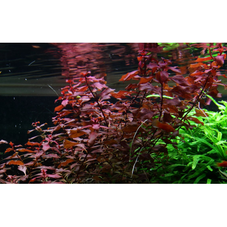 Ludwigia palustris 'Super Red'