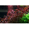Ludwigia palustris 'Super Red'