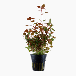 Ludwigia palustris 'Super Red'