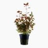 Ludwigia palustris 'Super Red'