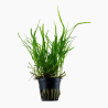 Microsorum pteropus 'Trident'