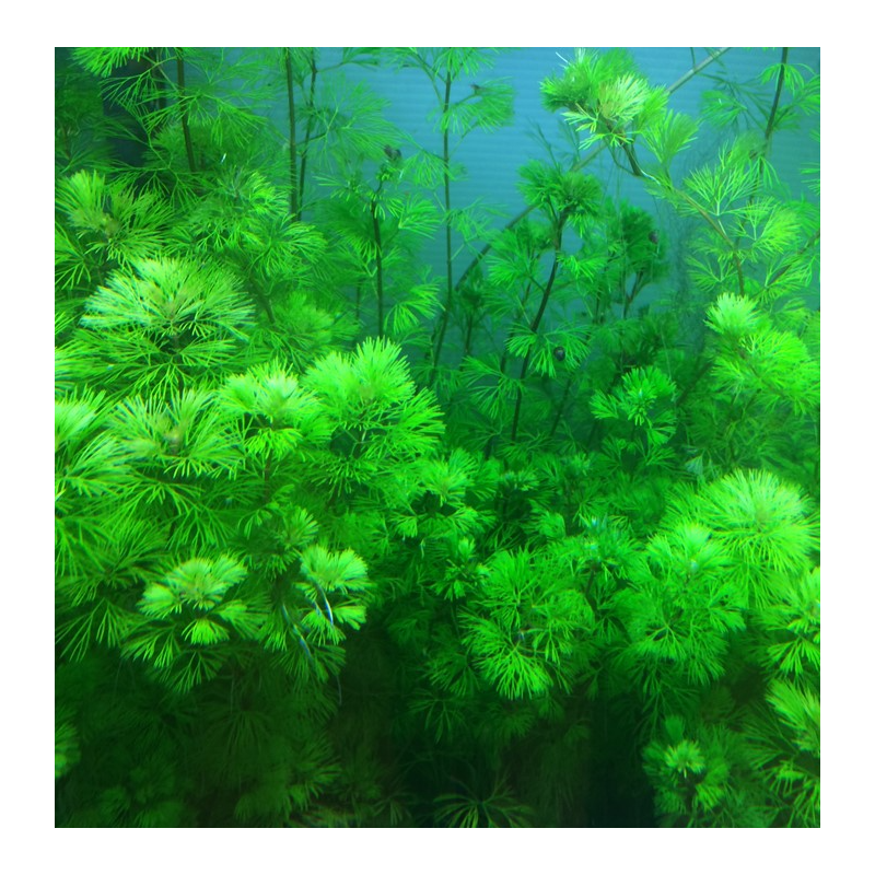 Cabomba aquatica Cabomba aquatica