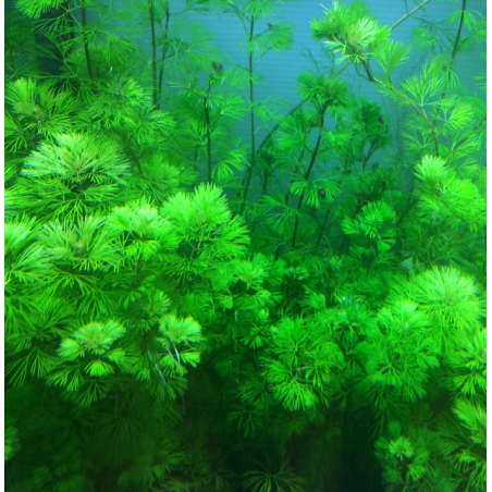 Cabomba aquatica