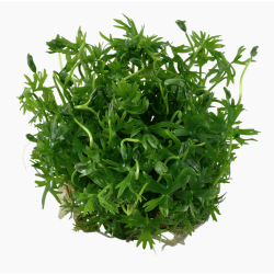 In-Vitro - Ranunculus inundatus