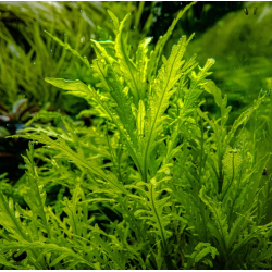 In-Vitro - Hygrophila odora