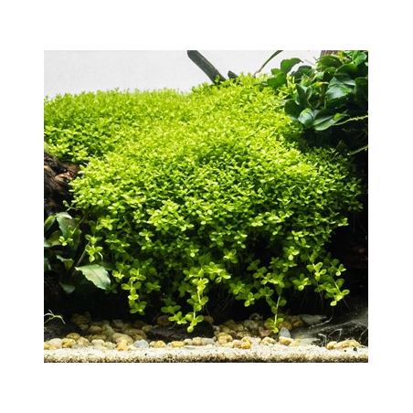 Micranthemum Monte Carlo