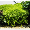 Micranthemum Monte Carlo