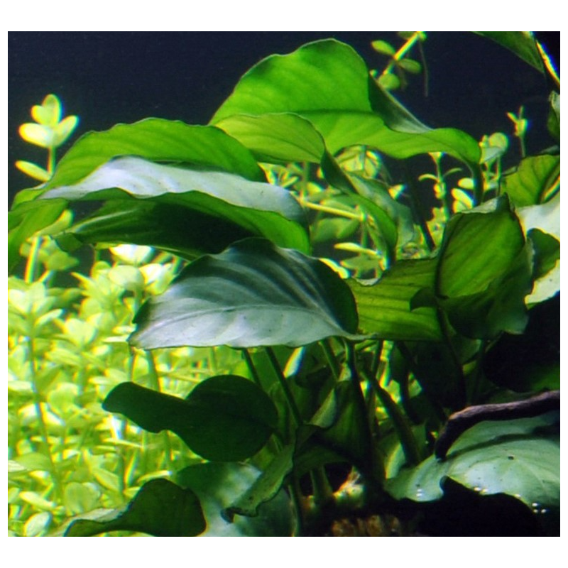 Anubias barteri