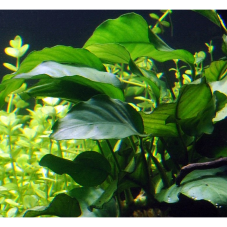 Anubias barteri