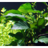 Anubias barteri