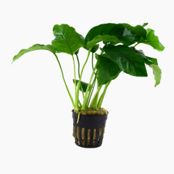 Anubias barteri